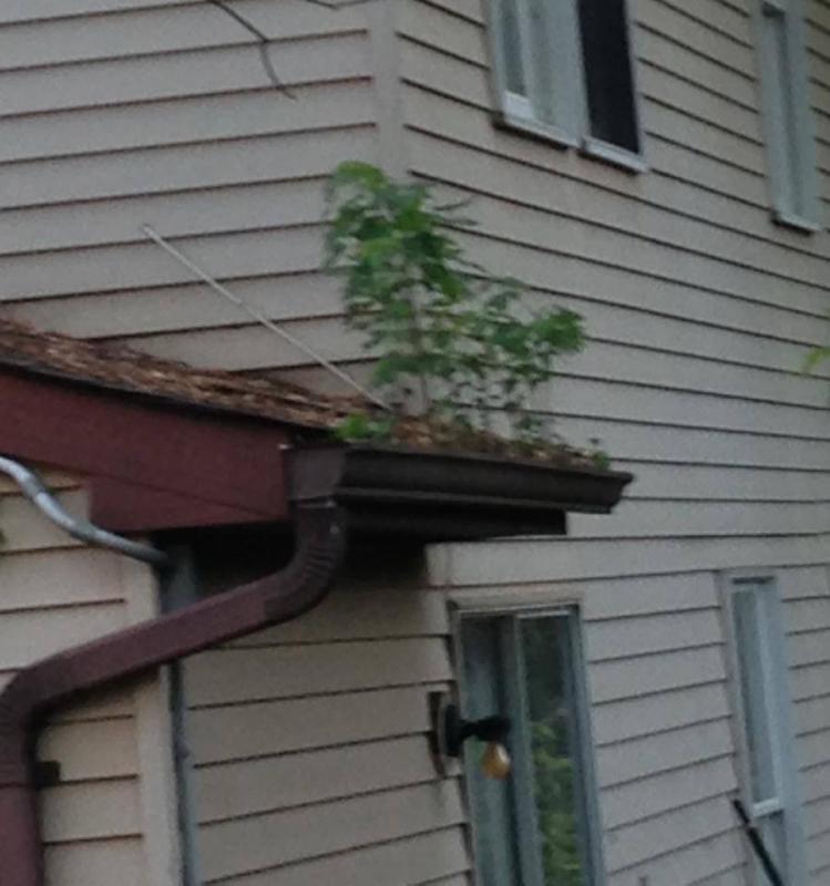 Rain Gutter repairs in Holyoke, MA 01041